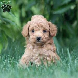 Brynx, Cavapoo Puppy